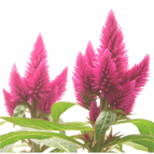 Sticker Celosia argentea