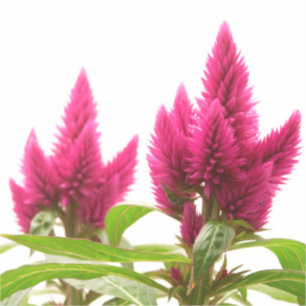 Sticker Celosia argentea
