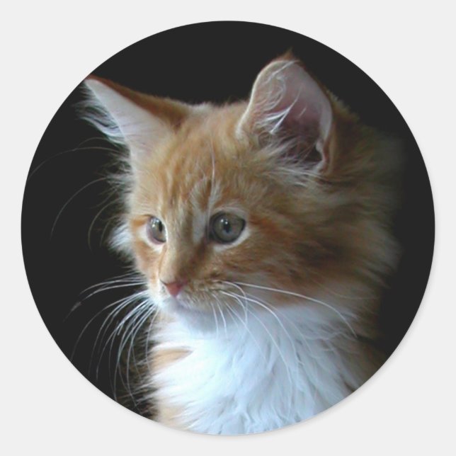 sticker chaton Maine Coon (Devant)