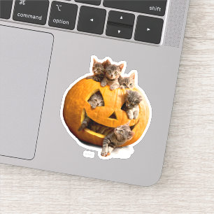 Sticker Chatons à Jack-o-Lantern