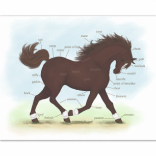 Sticker Cheval Brown Avec Chaussettes Et Blaser Anatomie G