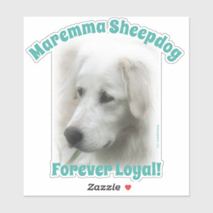 Sticker Chien à mouton Maremma Forever Loyal transparent a