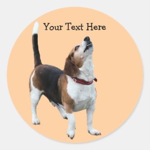 Sticker chien beagle Howt mignon