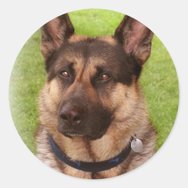 Sticker chien berger (Devant)