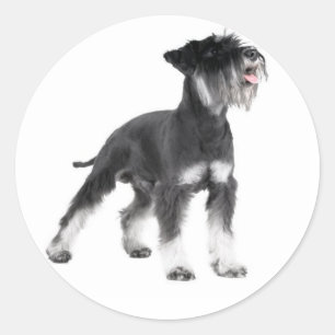 Sticker Chien Chien Chien Chien Miniature Schnauze
