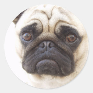 Sticker Chien de Pug