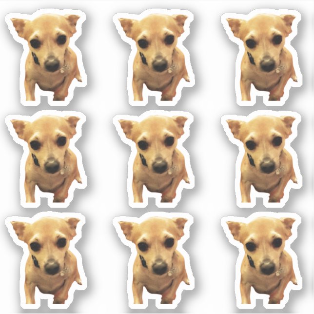 Sticker Chiens Chihuahua Mignons 4Carly (Devant)