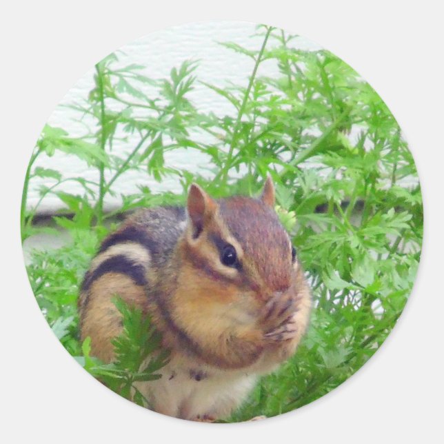 Sticker Chipmunk (Devant)