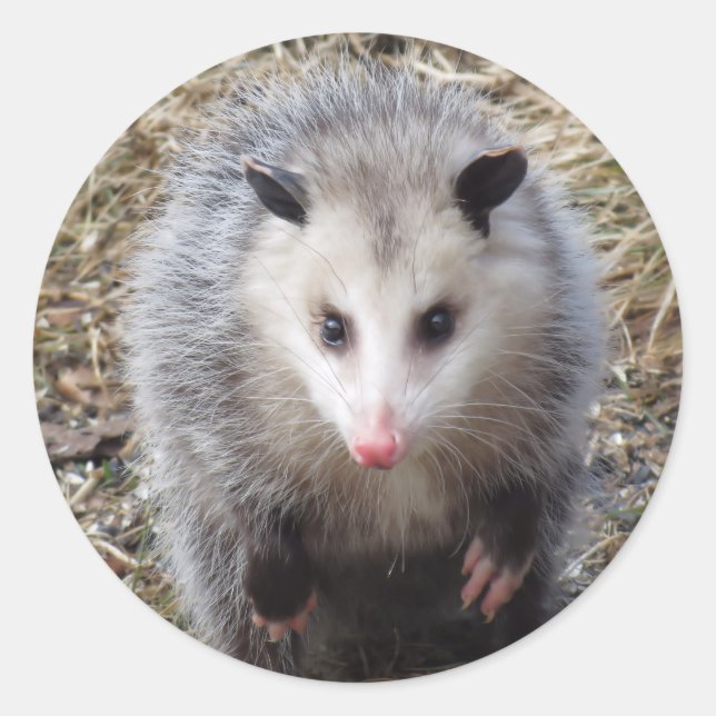 Sticker Classic rond Possum (Devant)