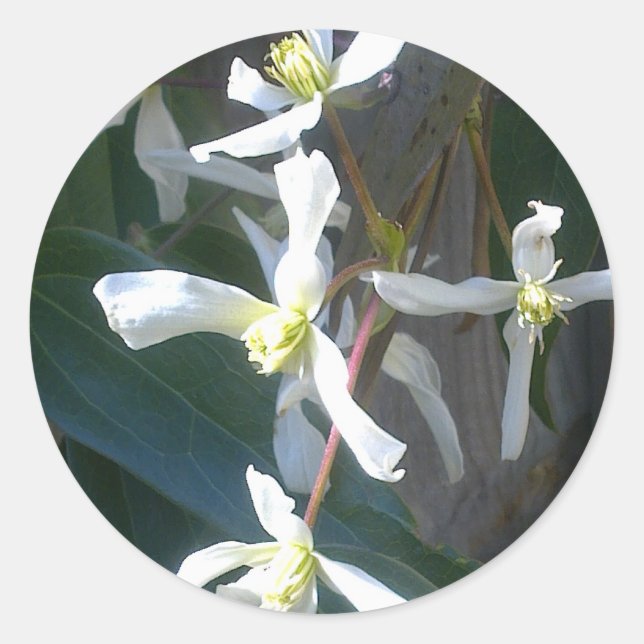 Sticker Clematis Armandii Blossom (Devant)