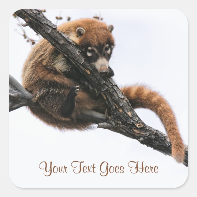 Sticker: Coatimundi #5 (Square) Square Sticker (Front)