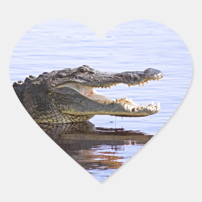 Sticker Cœur Alligator (Devant)