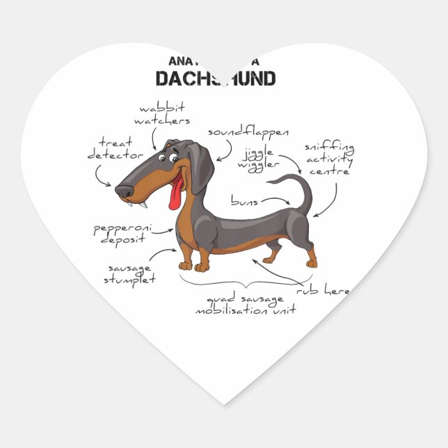 Sticker Cœur Anatomie D'Un Dachshund - Drôle Chien (Devant)