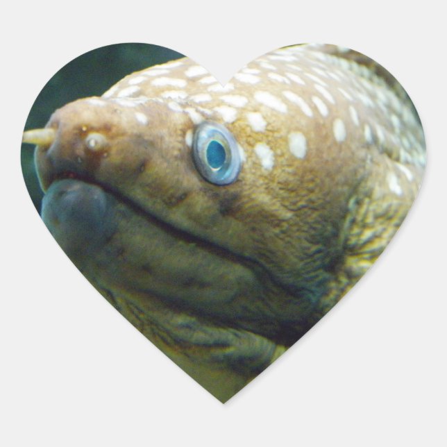 Sticker Cœur anguille Moray tachetée (Devant)