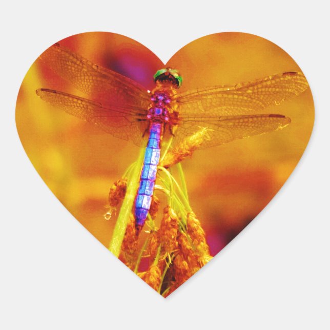 Sticker Cœur Arc-en-ciel libellule sur ambre et fuschie (Devant)