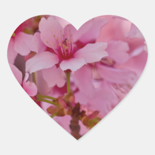 Sticker Cœur Baigné dans les fleurs de cerisier japonaises rose