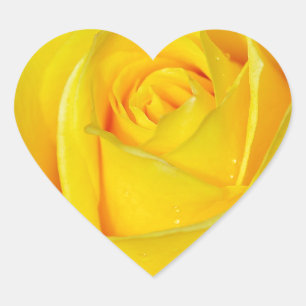 Sticker Cœur Beau pétales de rose jaune