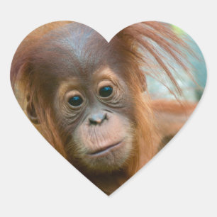 Sticker Cœur Bébé mignon Orangutan vue droit devant