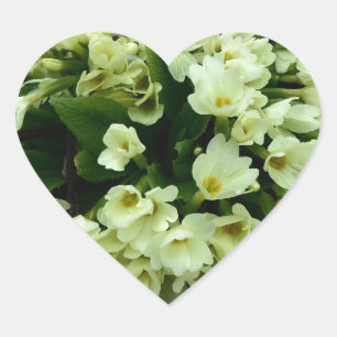 Sticker Cœur Belle Primula vulgaris Primroses en feuille sec