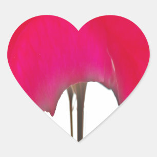 Sticker Cœur Belle rose rouge extraordinaire