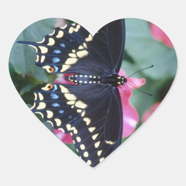 Sticker Cœur Black Swallowtail (Devant)