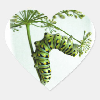 Sticker Cœur Black Swallowtail Caterpillar mangeant du persil