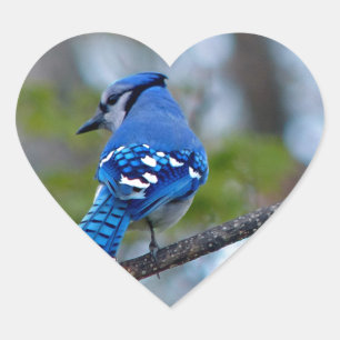 Sticker Cœur Blue Jay
