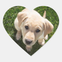 Bonjour ! (chiot de repérage du Labrador jaune)