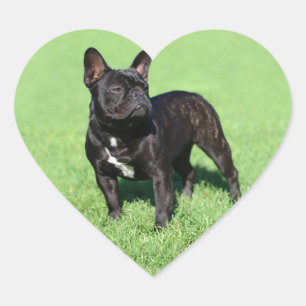 Sticker Cœur Bulldog 2 français