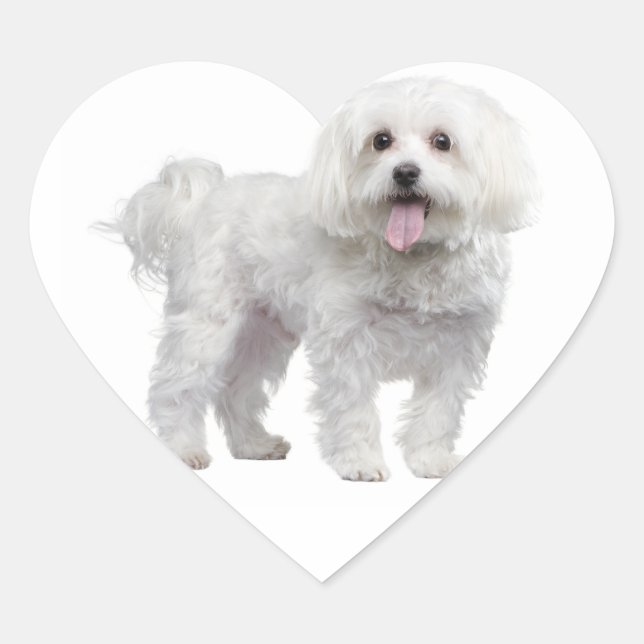 Sticker Coeur Chien Chien Chien Blanc Maltais / Ét (Devant)