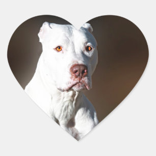 Sticker Cœur Chien Secouru blanc américain Pitbull Terrier