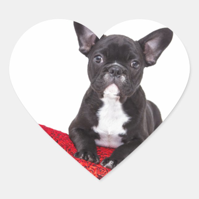 Sticker Cœur Chien-taureaux français avec coeur et belle citati (Devant)