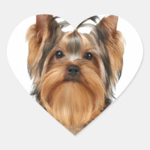 Chiot du Yorkshire Terrier