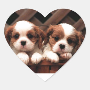 Sticker Cœur Chiots cavalier