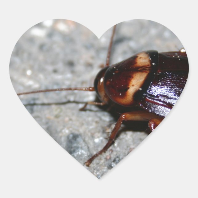 Sticker Cœur Cockroach ! (Devant)