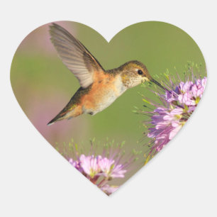 Sticker Cœur Colibri et fleurs sauvages