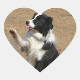 Sticker Cœur collie bore
