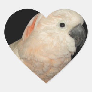 Sticker Cœur Conception de perroquets de Cockatoo Moluccan