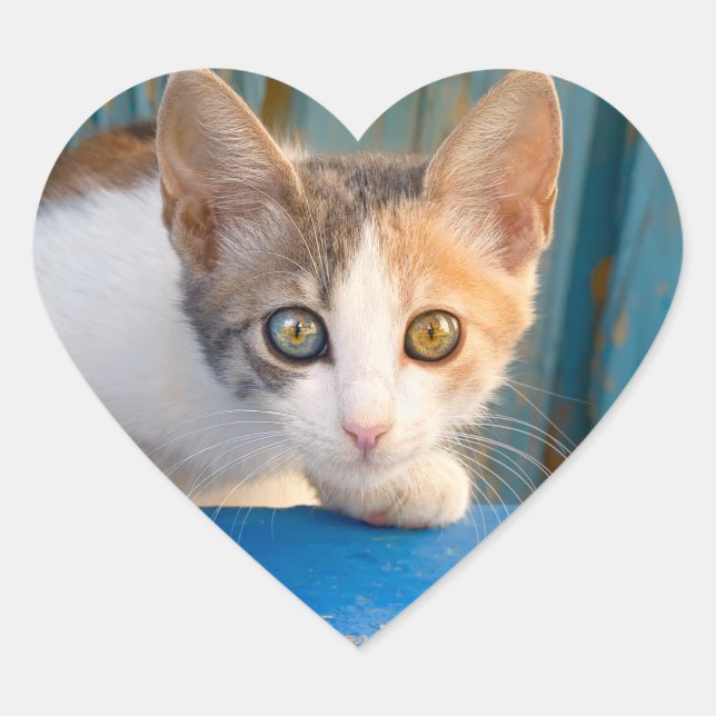 Sticker Cœur Cute Calico Chat Kitten Drôle Eyes Curieux Photo — (Devant)