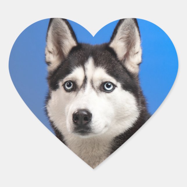 Sticker Cœur Cute Chien chiot sibérien Husky (Devant)