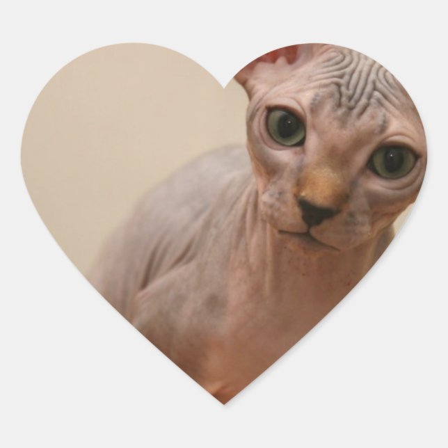 Sticker Cœur Cute sphynx kitten "Je suis sans colère, n'est-ce  (Devant)