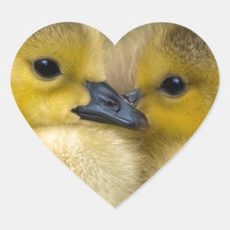 Sticker Cœur Cute Yellow Fluffy Ducklings, Baby Ducks