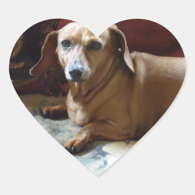 Sticker Cœur Dachshund (Devant)