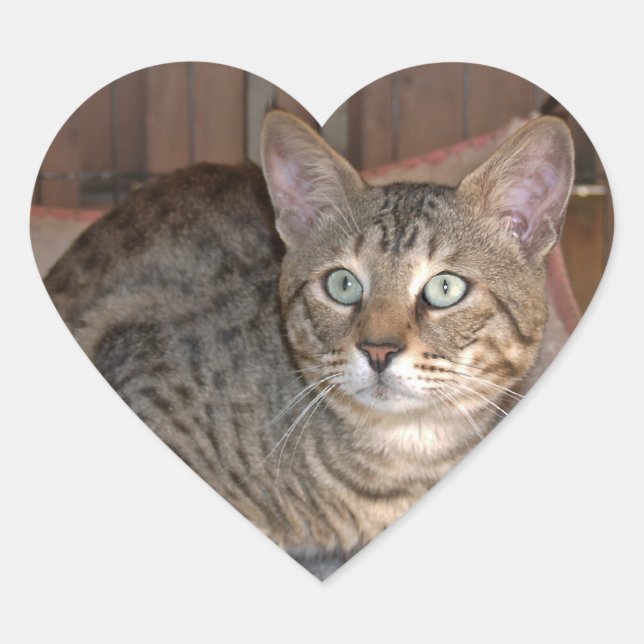 Sticker Coeur de chat Savannah (Devant)