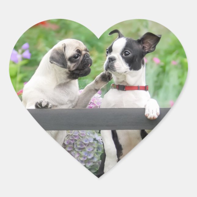 Sticker Cœur Deux chiens par chiot carlin et Boston Terrier ens (Devant)
