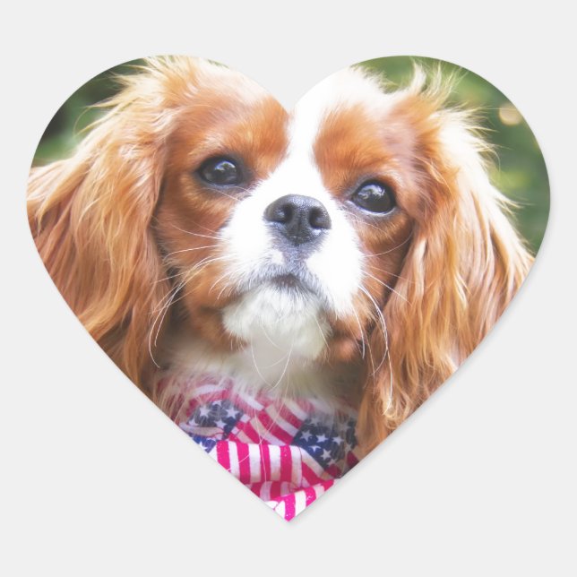 Sticker Cœur Drapeau américain Cavalier roi Charles Spaniel Pup (Devant)