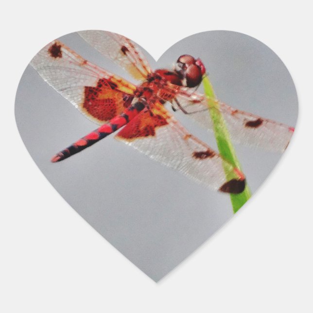 STICKER CŒUR DSC00029.JPG (Devant)