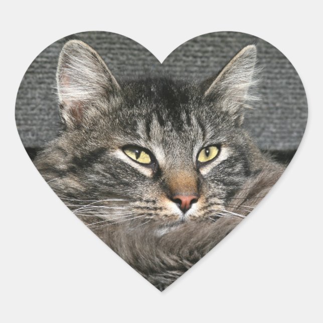 Sticker Cœur Face du chat Maine Coon (Devant)