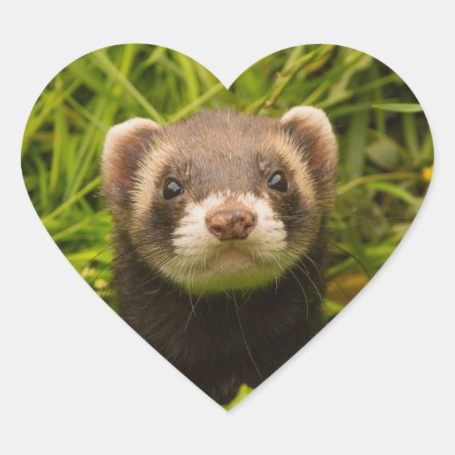Sticker Cœur Ferret Brown dans l'herbe (Devant)