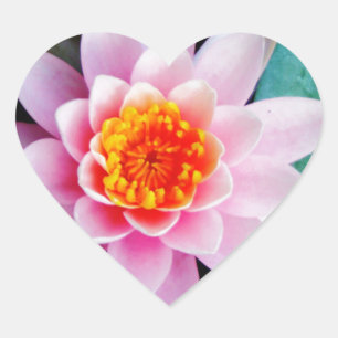 Sticker Cœur Fleur de laine d'eau chaude rose et orange de lotu